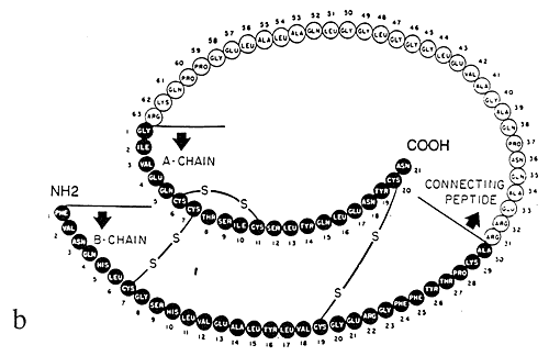 Structure of Insulin